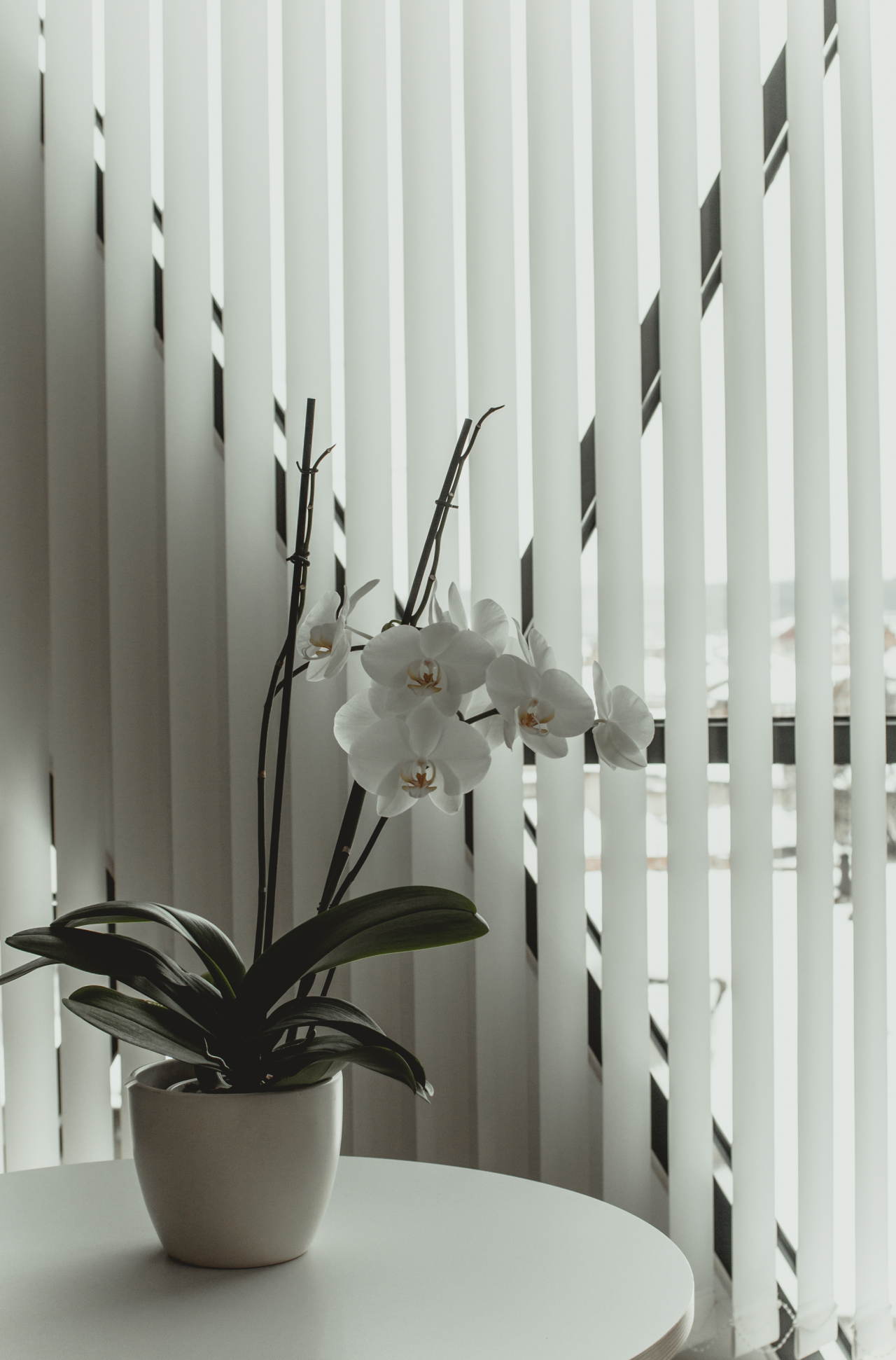 White orchid beside custom vertical blinds